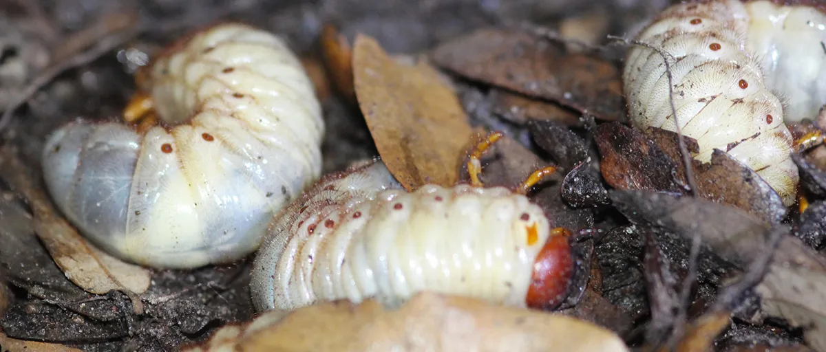 Lawn Grubs lawn-grubs